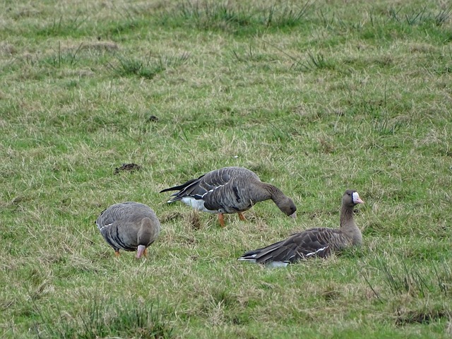 曼城战术体 曼城战术体