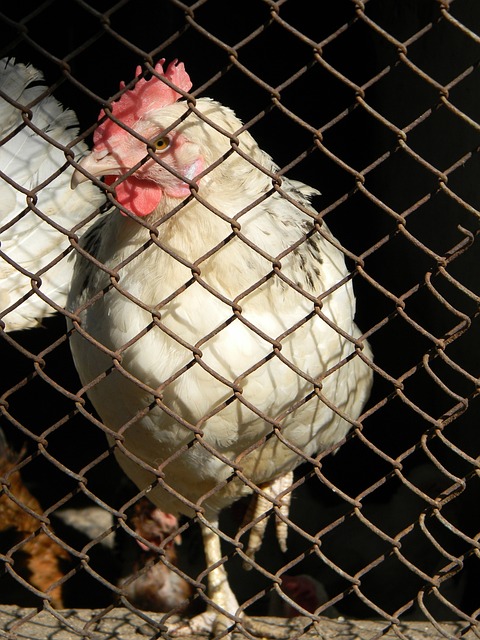 卓林普的这 卓林普的这