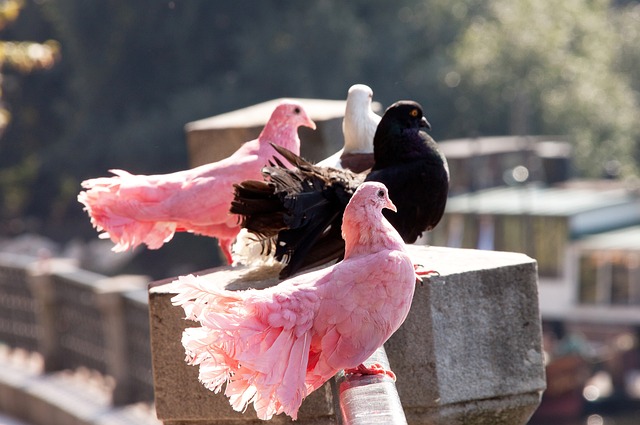 春节序曲 春节序曲